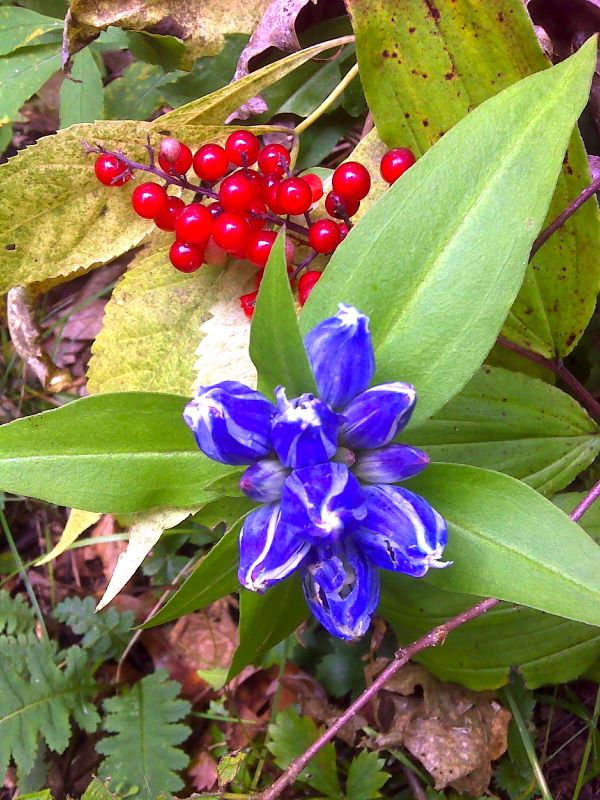 Bottle Gentian and red autumn berries on north side of Apple Orchard Mt.    GPS N37.5231 W79.5056   Courtesy pjwetzel@gmail.com