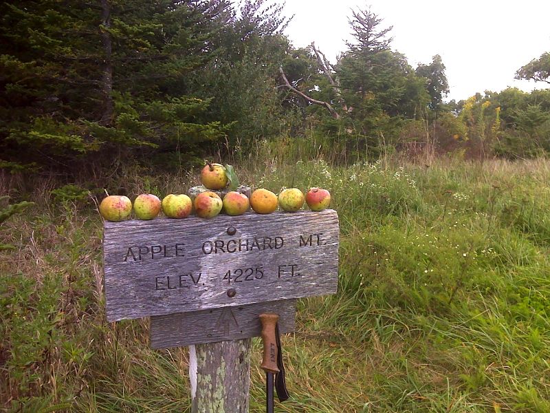 mm 5.9  Harvest from tree near summit of Apple Orchard Mt.    GPS N37.5175 W79.5116   Courtesy pjwetzel@gmail.com