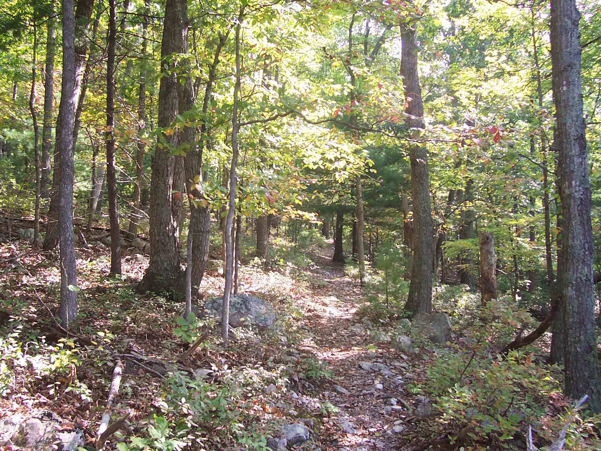 mm 10.1 - Trail ascending west side of Fork Mt which is just north of Jennings Creek.  Courtesy dlcul@conncoll.edu