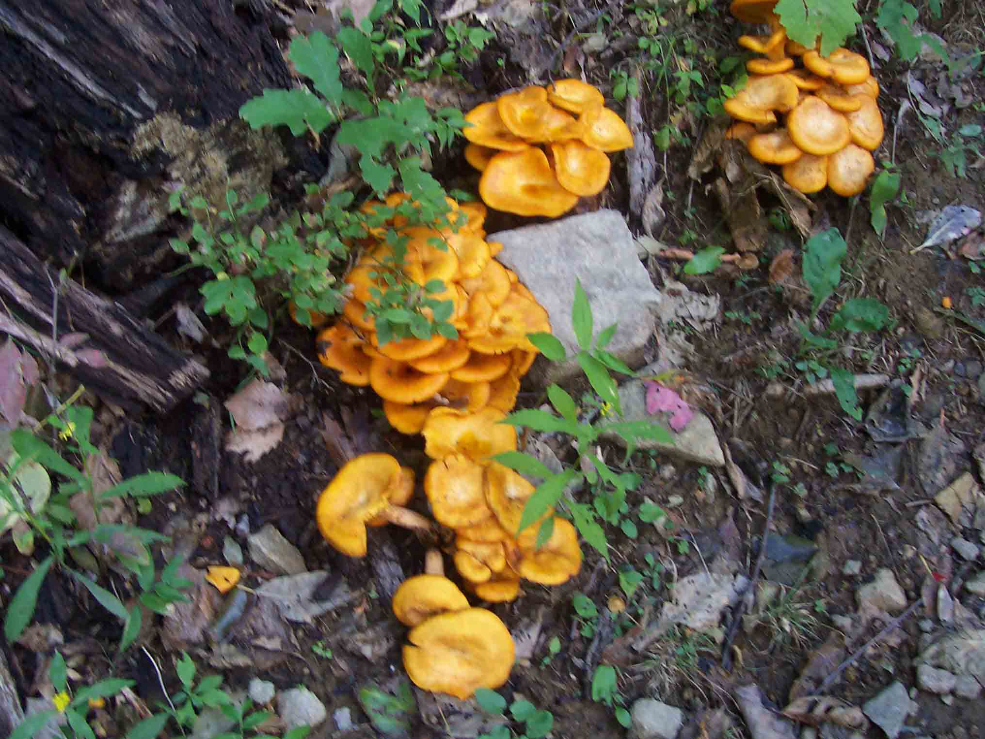 Fungus amongst us. Taken on the southbound 2200 foot descent from Floyd Mt. to Bryant Ridge Shelter.   Courtesy dlcul@conncoll.edu