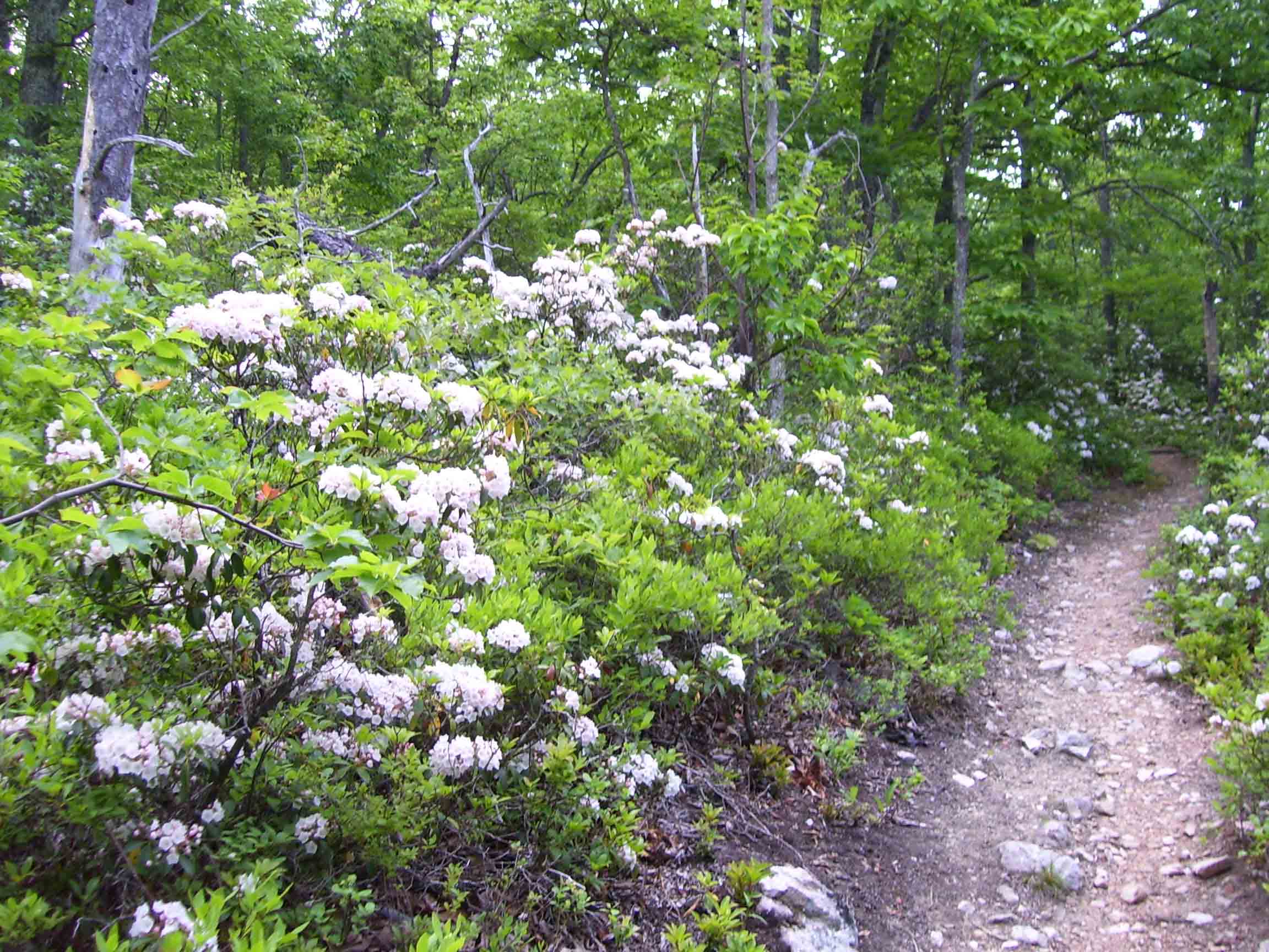 Laurel in bloom along trail near Bearwallow Gap. Taken at approx. MM 6.2.  Courtesy dlcul@conncoll.edu