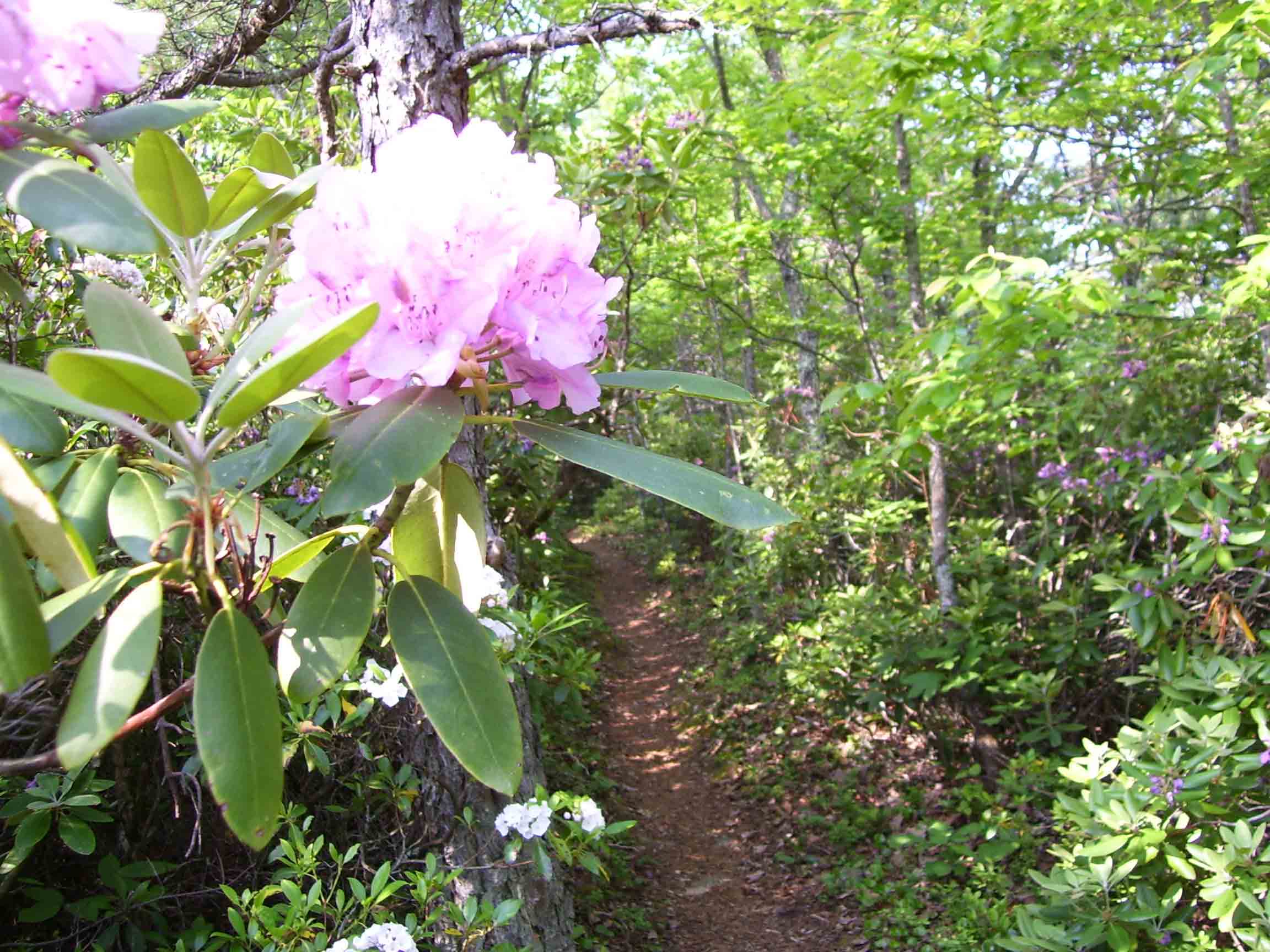 Rhododendron and AT north of Black Horse Gap. Taken at approx. MM 7.8.  Courtesy dlcul@conncoll.edu