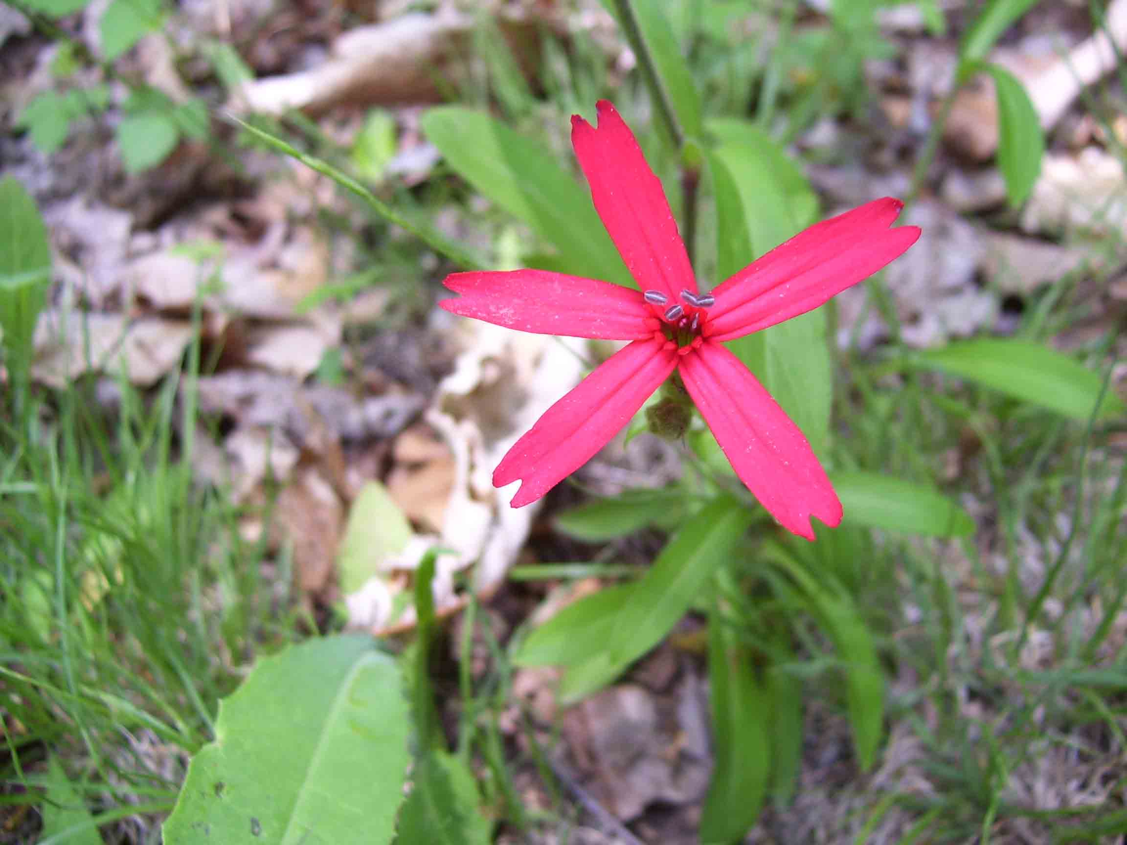 Flame Pink (wildflower) near Mills Gap Overlook (Mile 1.8).  Courtesy dlcul@conncoll.edu