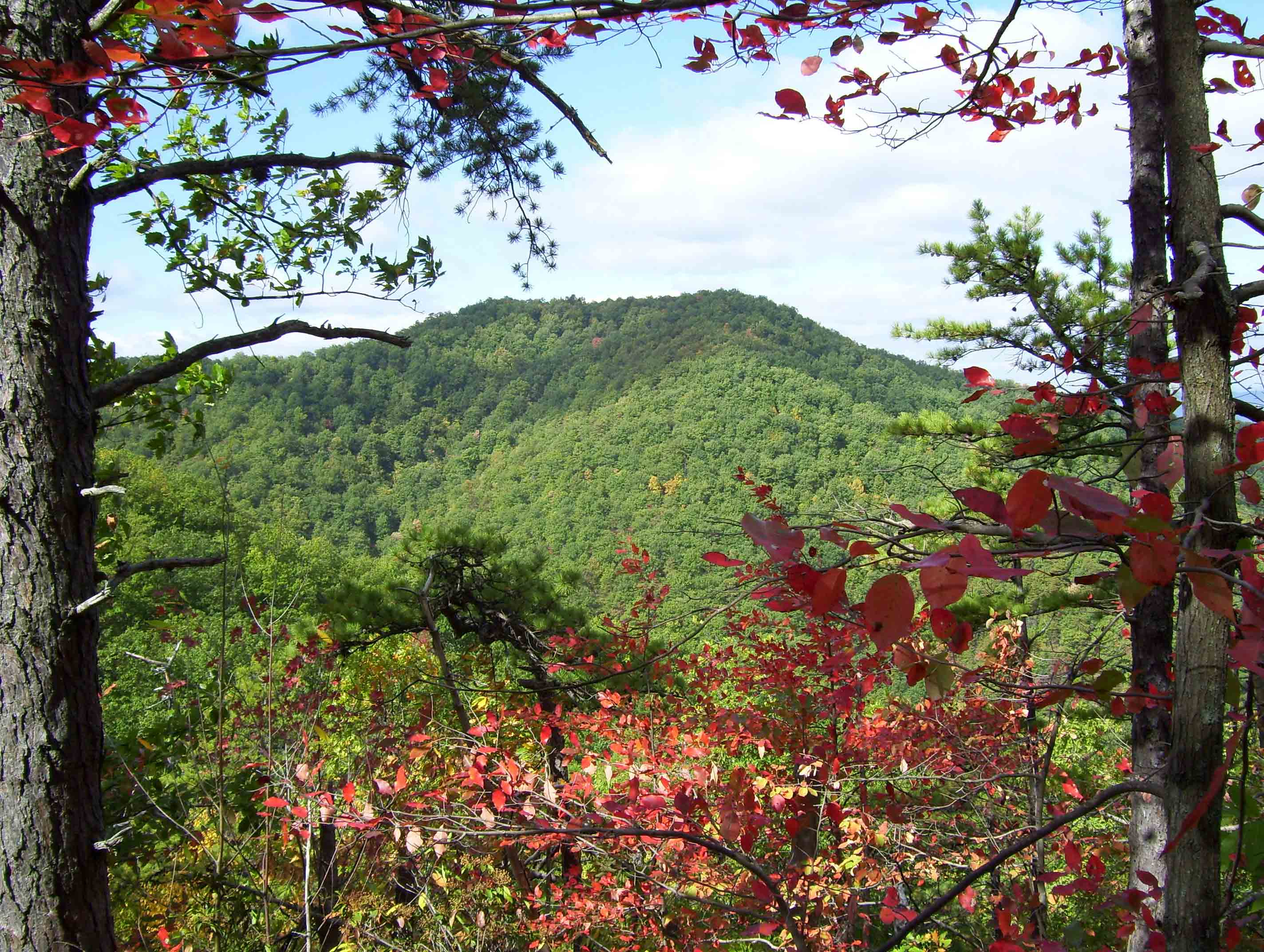 View from trail south of Salt Pond Road. From the map, the mountain must be Flat Top Mt. This is not the more famous Flat Top that is one of the Peaks of Otter further north.  Courtesy dlcul@conncoll.edu