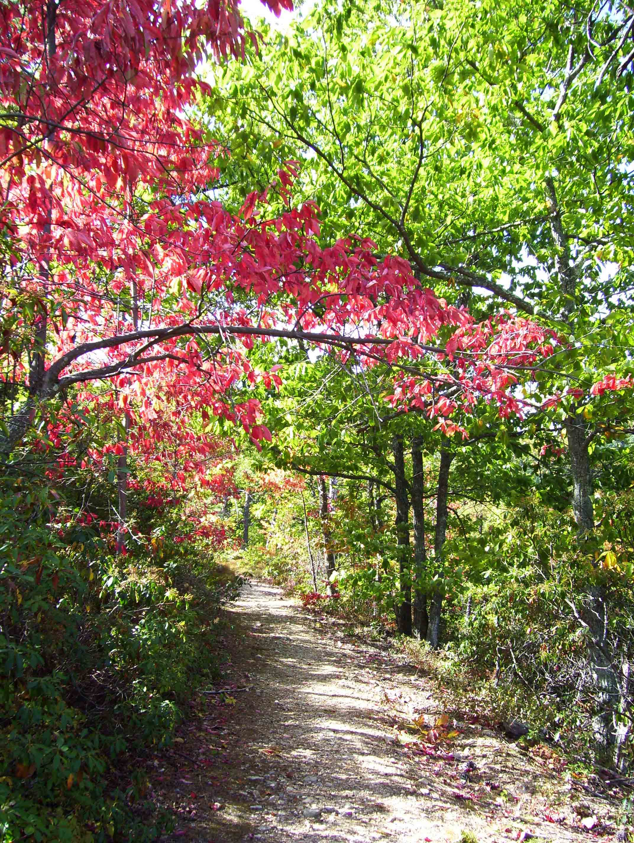 Fall color along the Fullhardt Knob Fire Road. The AT follow this from Mile 7.7 to 8.6.  Courtesy dlcul@conncoll.edu