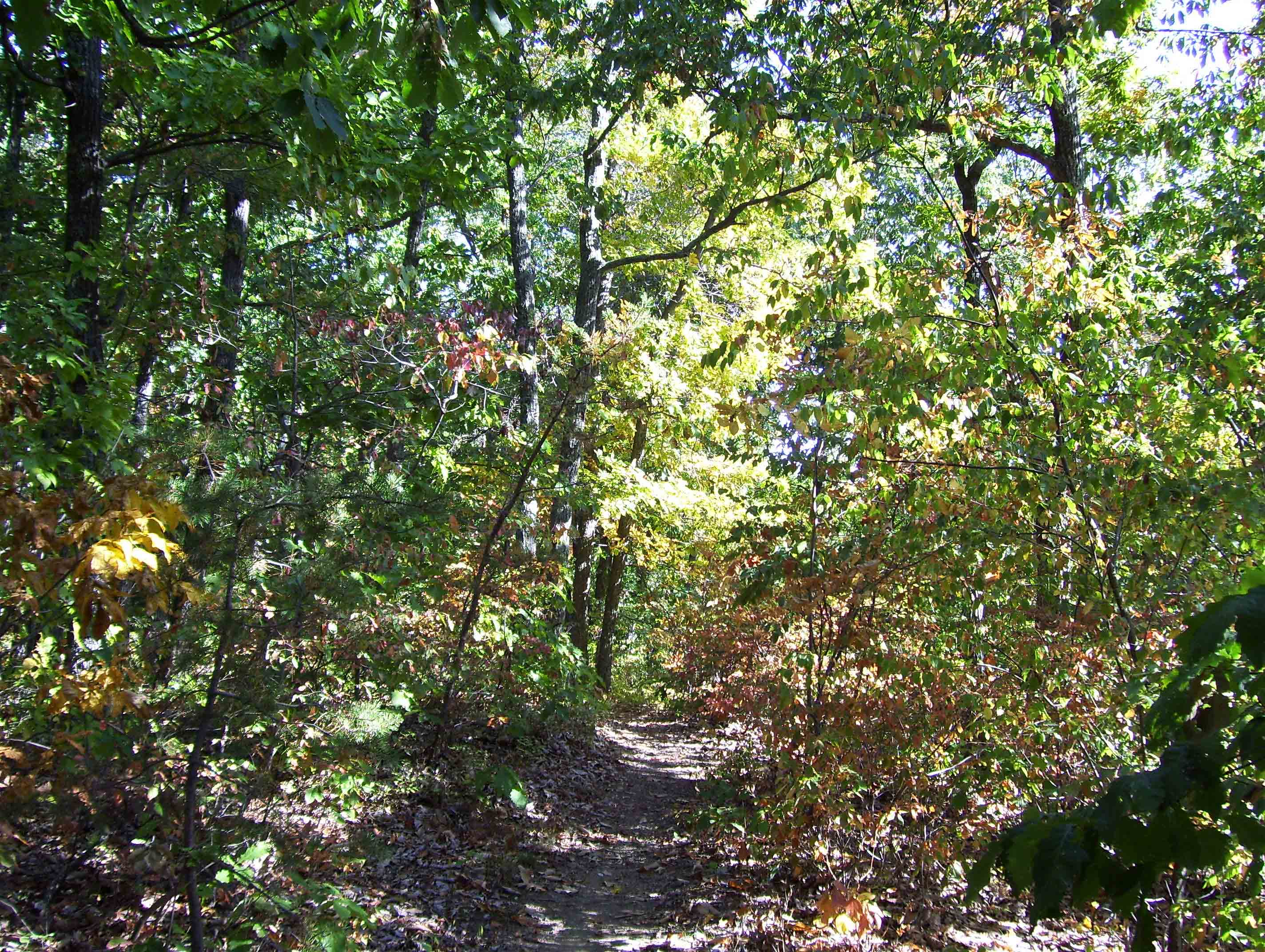 View along trail just north of Salt Pond Road (10/07). Taken at approx. MM 5.7.  Courtesy dlcul@conncoll.edu
