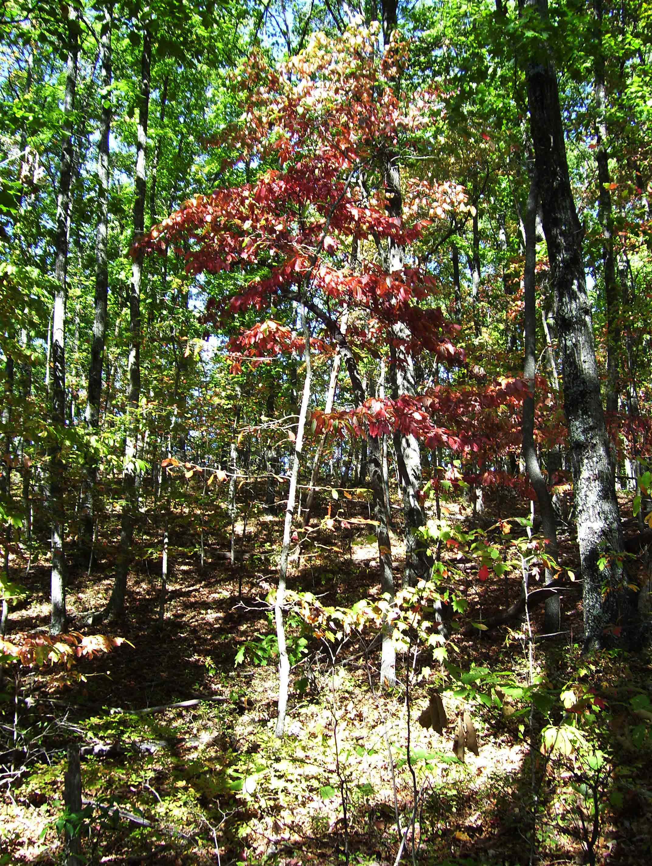 Fall color between Wilson Creek and Wilson creek shelter.  Courtesy dlcul@conncoll.edu