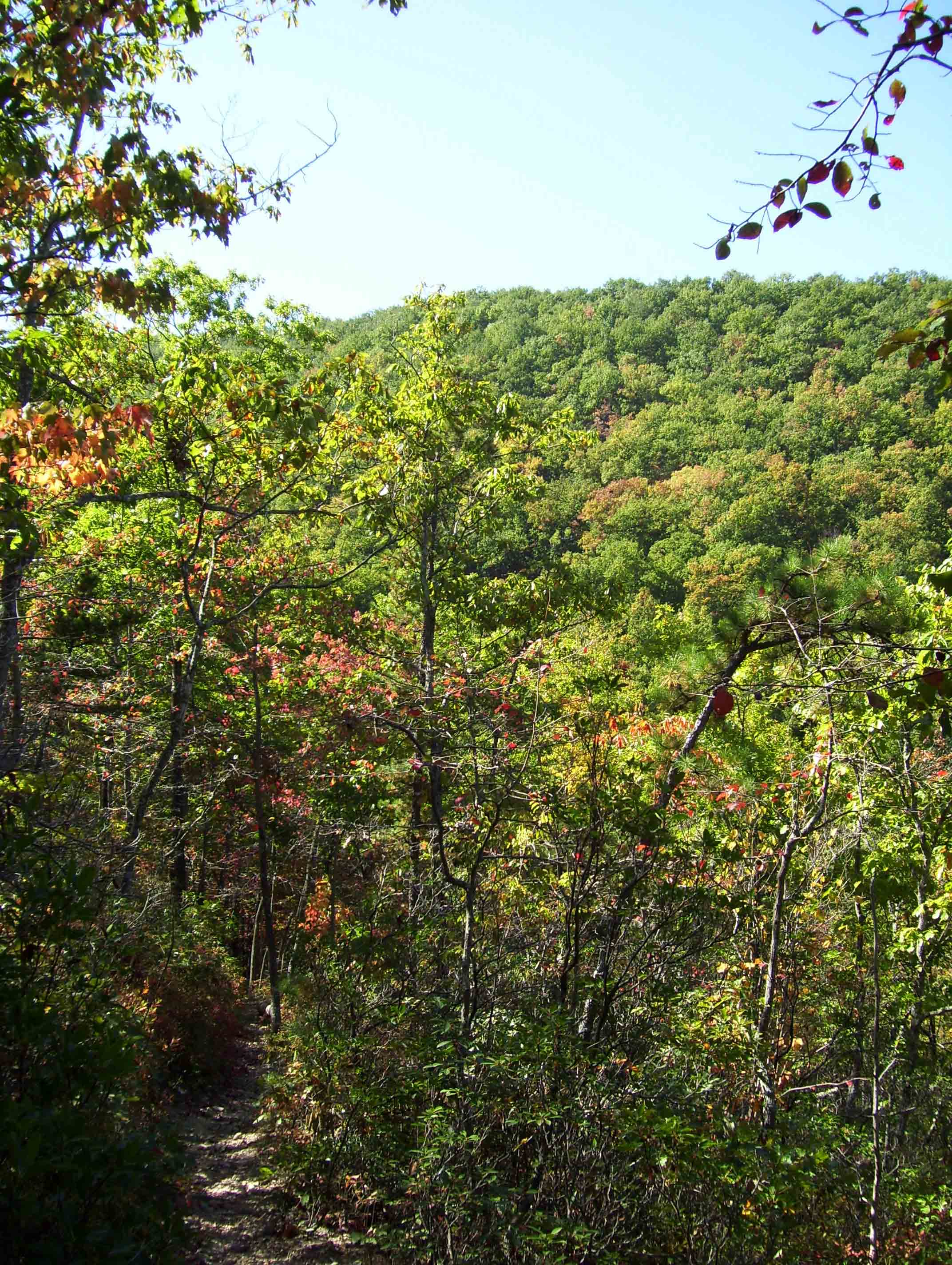 View along trail between Wilson Creek and Wilson Creek Shelter (approximatlely Mile 2.7).  Courtesy dlcul@conncoll.edu