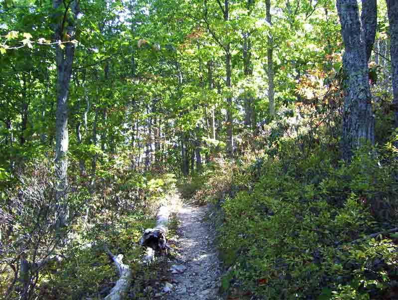 Approaching the high point of the gap in the ridge between Curry Creek and Little Wilson Creek (mile 4.6). Courtesy dlcul@conncoll.edu