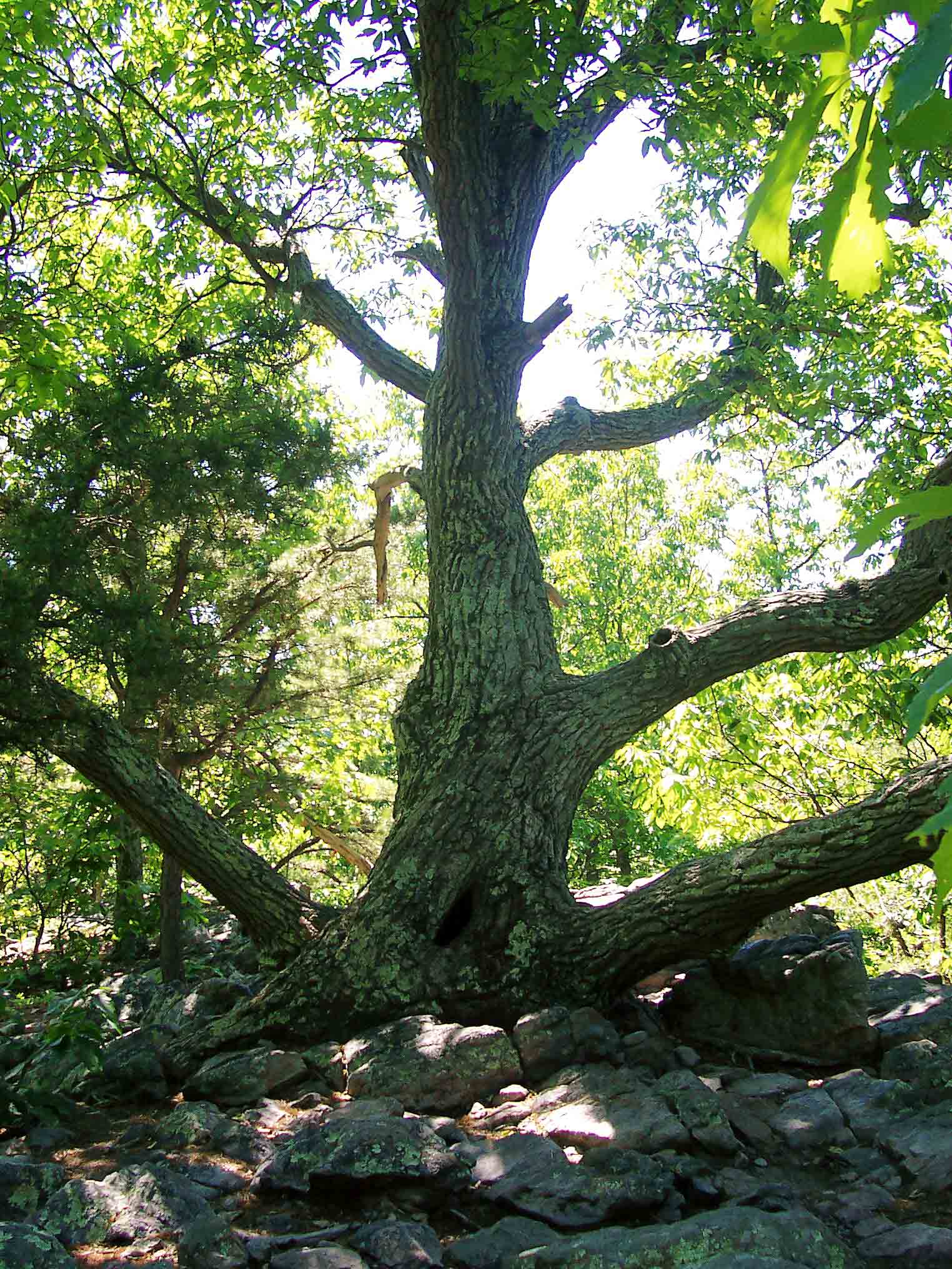 mm 5.0 - Tree at Buzzard Hill Lookout. A short side trail from the AT leads to this point.  Courtesy dlcul@conncoll.edu