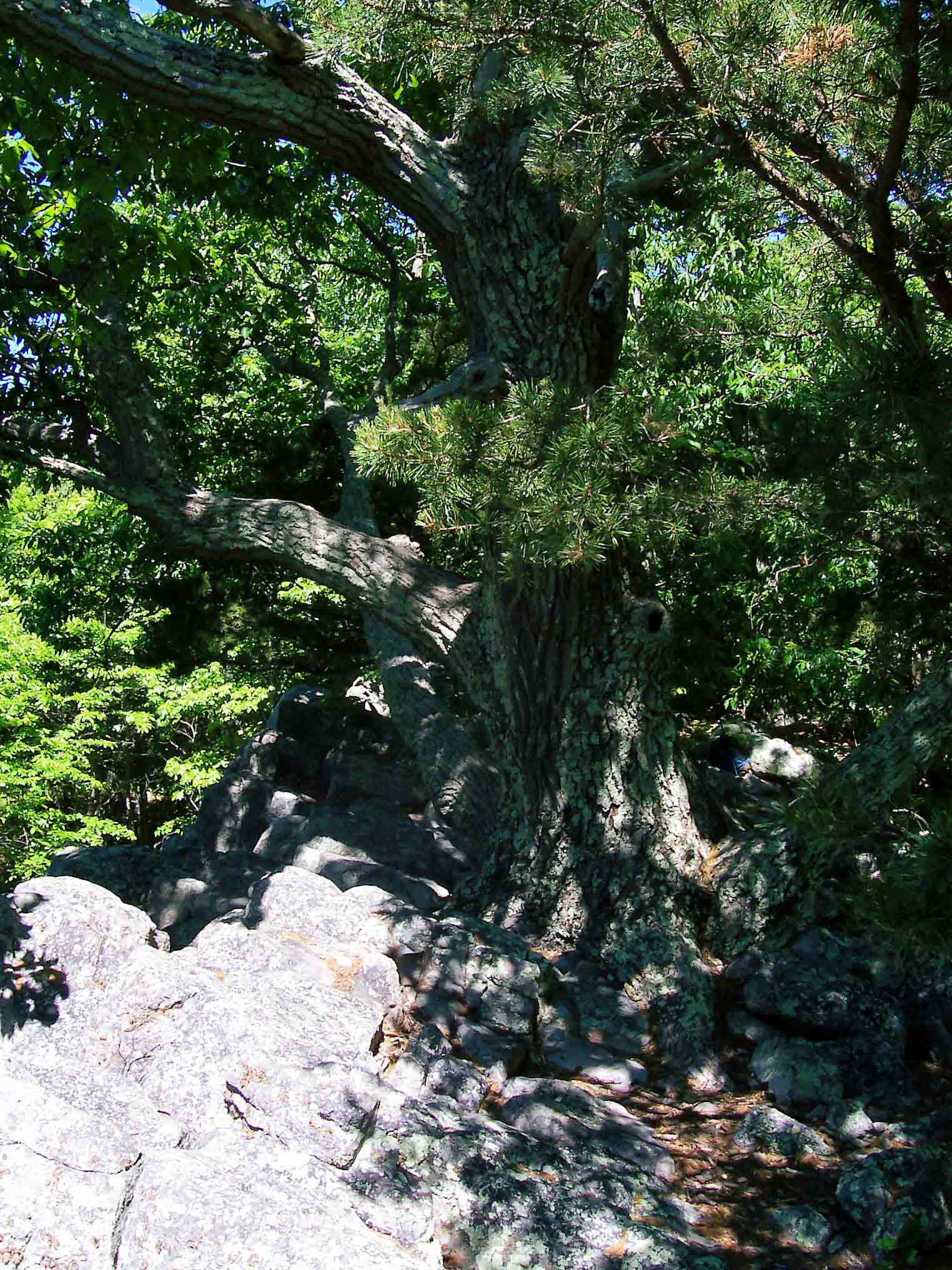 mm 5.0 - Tree at summit Buzzard Hill. A short side trail from the AT leads to this point.  Courtesy dlcul@conncoll.edu