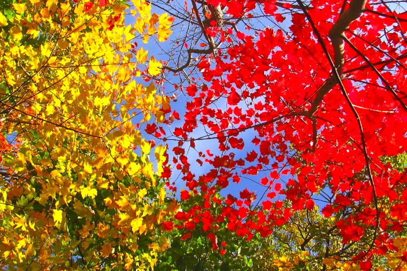 Fall color on the Roller Coaster GPS N39.0537 W 77.9414  Courtesy pjwetzel@gmail.com