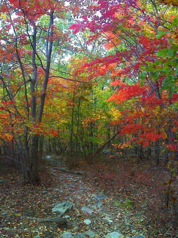 Fall color along the trail.  GPS N39.0930 W77.8850  Courtesy pjwetzel@gmail.com