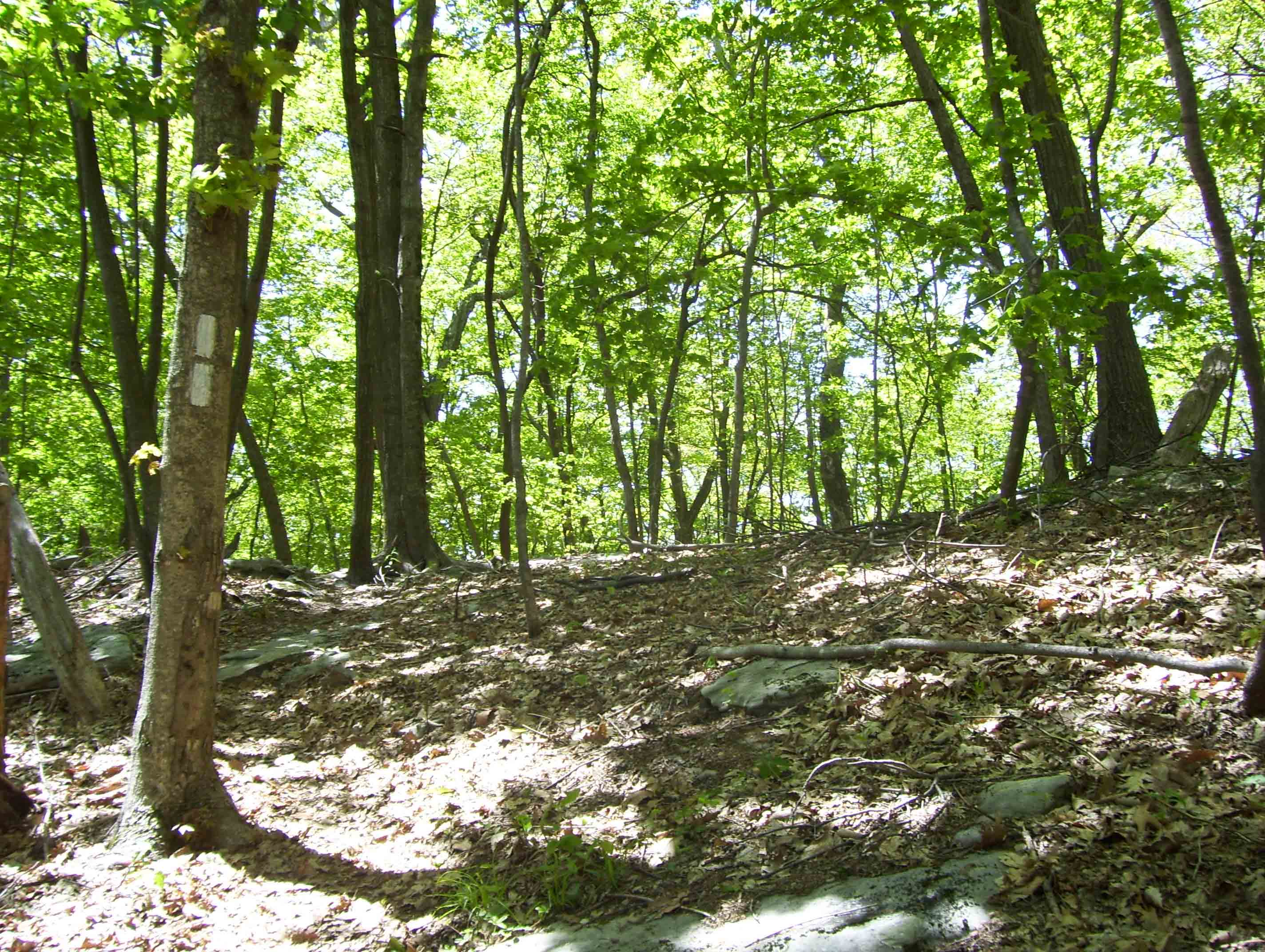 Approaching the crest of Sinking Creek Mountain after a 2000 foot climb in 3.7 miles from Craig Creek. Taken at approx. mm 3.7.  Courtesy dlcul@conncoll.edu