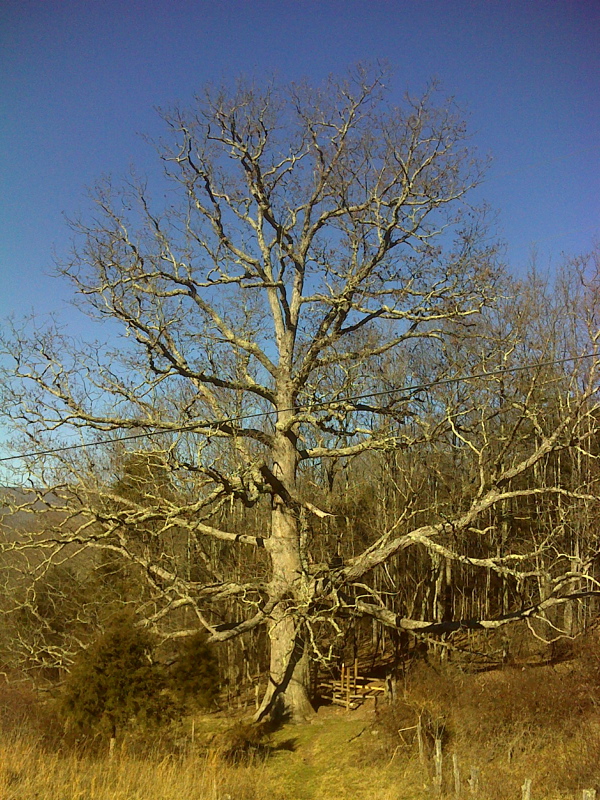 mm 9.9 Keffer Oak in winter  Courtesy pjwetzel@gmail.com