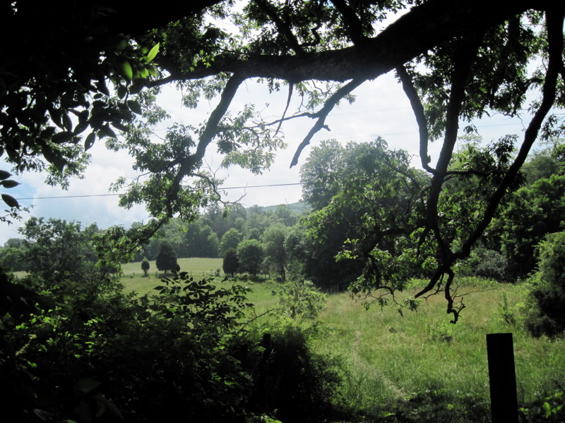 mm 9.9 Looking out into pasture from under the Keffer Oak.  Courtesy dlcul@conncoll.edu