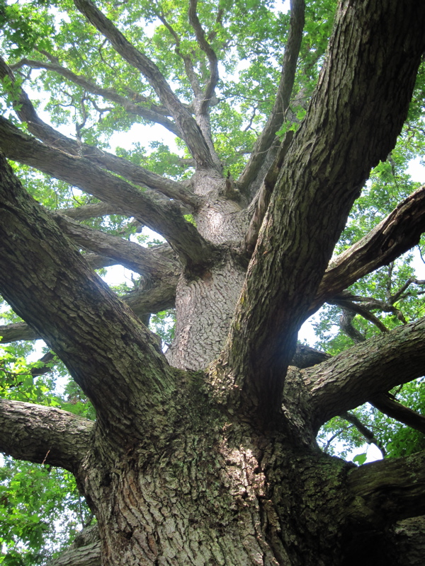 mm 9.9 Looking up into the branches of the Keffer Oak.  Courtesy dlcul@conncoll.edu