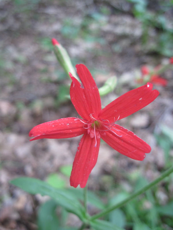 mm 8.9 Flame Pink wildflower. Many of these were blooming on the crest of Sinking Creek Mountain.  Courtesy dlcul@conncoll.edu