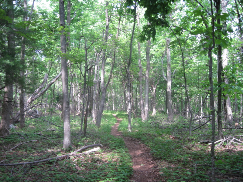 mm 7.4 Just before reaching the Sarver Hollow Shelter Trail, the northbound AT passes through the remnants of an apple orchard on the ridge crest of Sinking Creek Mountain.  Courtesy dlcul@conncoll.edu