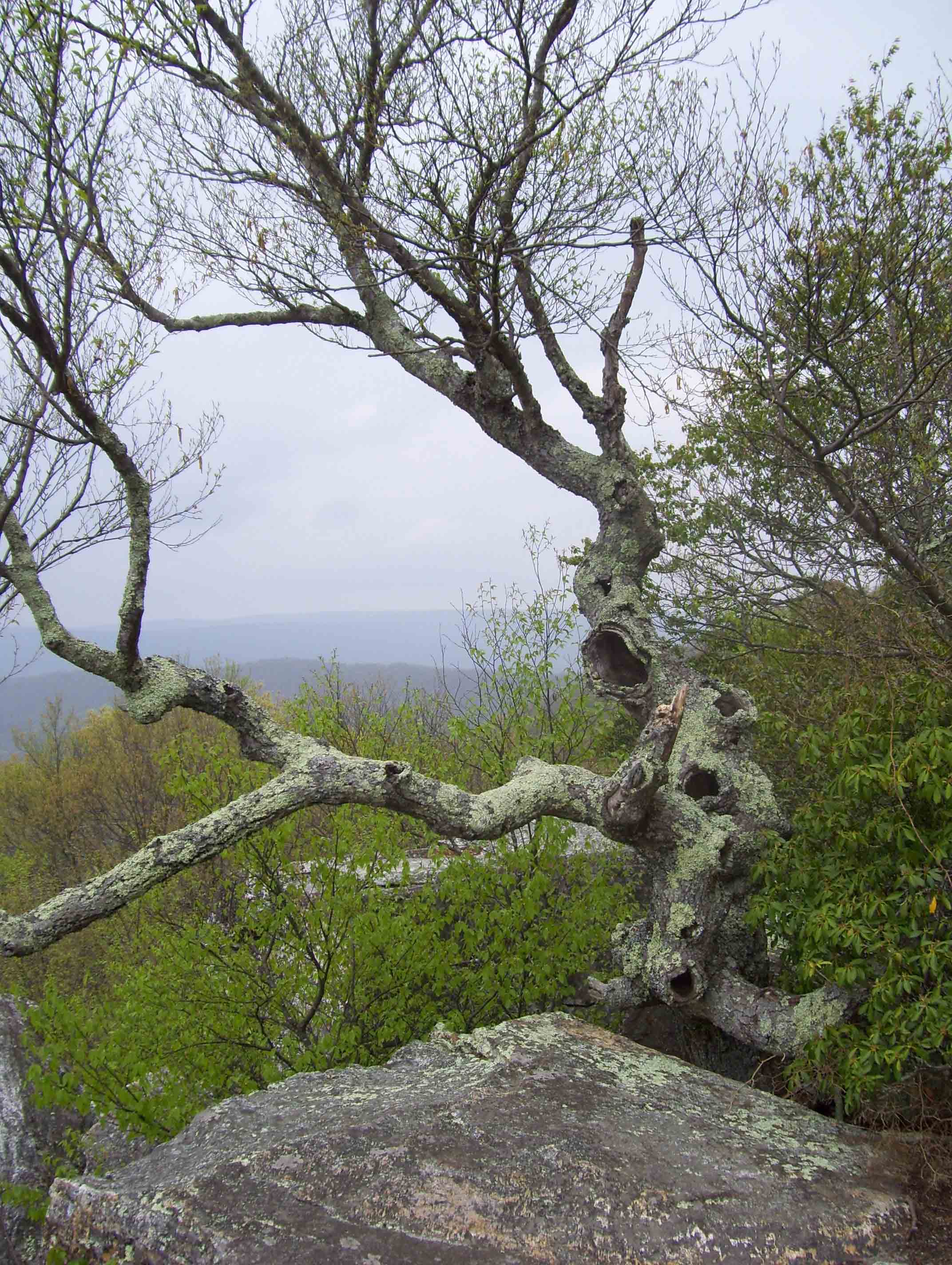 MM 3.6 - Gnarled old tree at White Rock Viewpoint.  Courtesy dlcul@conncoll.edu