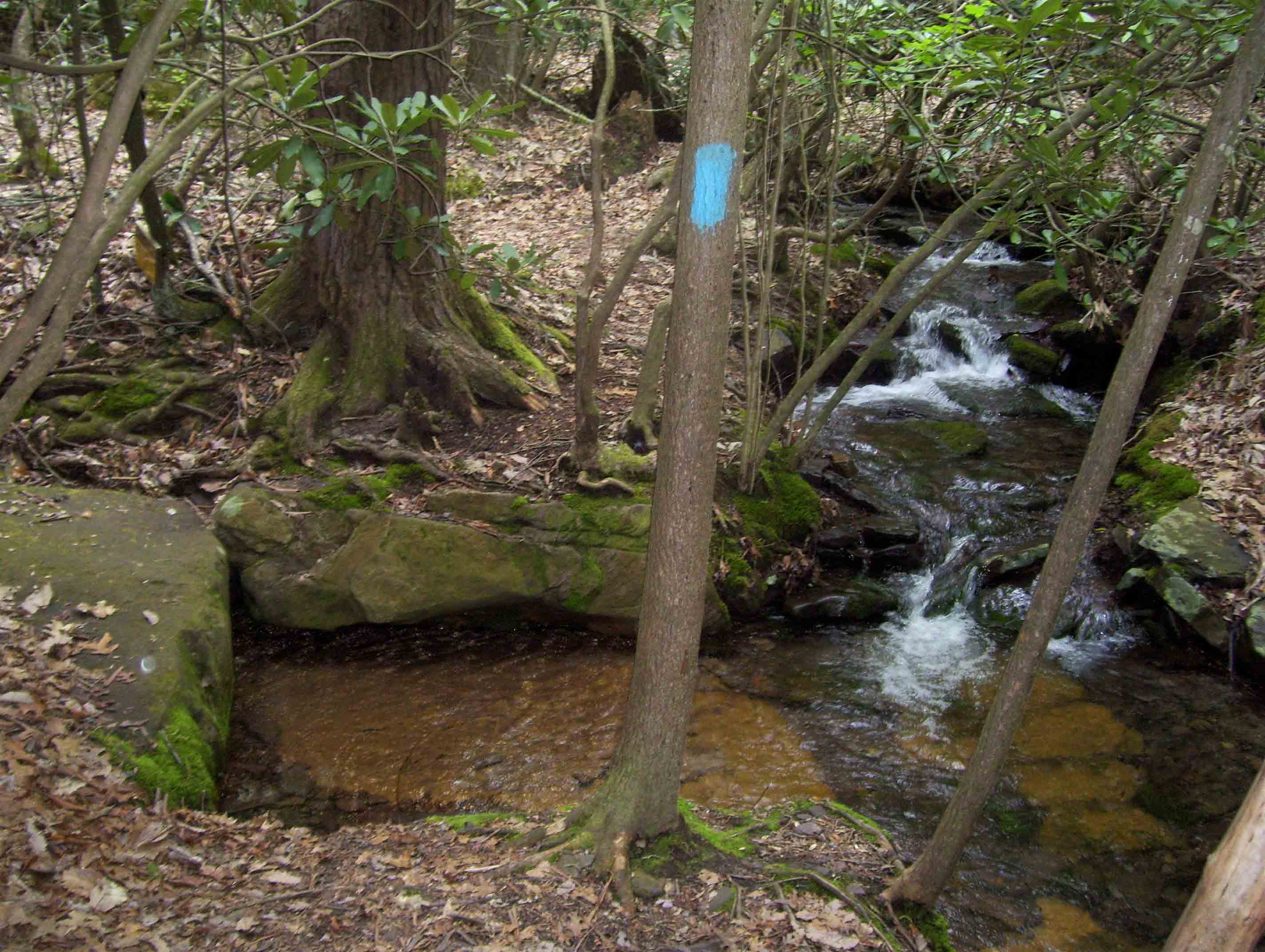 MM 2.3 Main prong of Laurel Creek in a grove of rhododendrons. This serves as water source for nearby Laurel Creek Shelter. Note the natural "bathtub" behind the tree with the blue blaze.  Courtesy dlcul@conncoll.edu