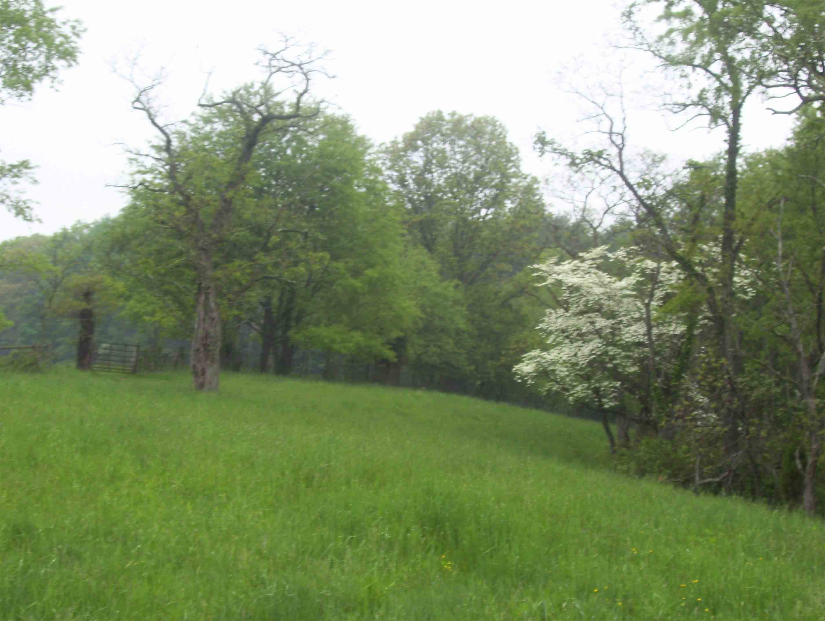 Dogwood in bloom in fields just south of VA 42. Taken at approx. MM 0.6.  Courtesy dlcul@conncoll.edu