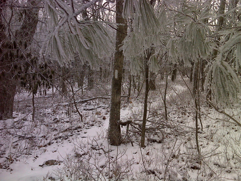 Hoar Frost and an inch of snow between Docs Knob Shelter and Sugar Run Gap.  Taken in January 2012.  GPS  N37.2614  W80.8372  Courtesy pjwetzel@gmail.com