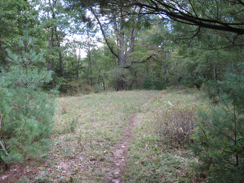 Small field, possibly an old home site.  Shortly beyond this the
northbound trail joins a woods road.  Taken at approx. mm 20.1  Courtesy
dlcul@conncoll.edu