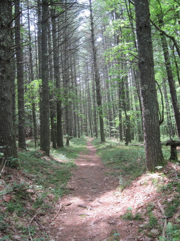 Trail south of Lions Den road, the trail passes through several pine plantations.  Courtesy dlcul@conncoll.edu