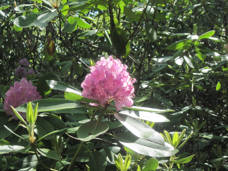 Rhododendron bloom at approx. mm 7.5.Courtesy dlcul@conncoll.edu