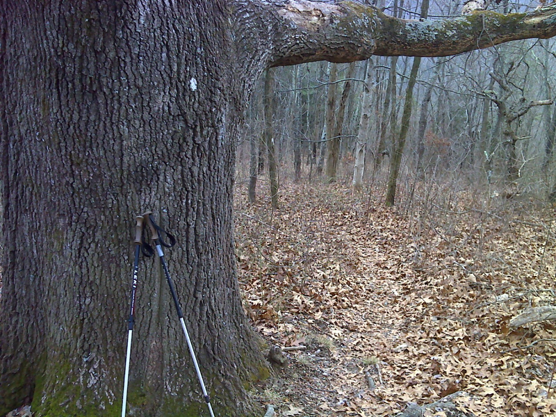 Venerable old oak a mile south of Kimberling Creek.  GPS N37.1688 W80.9060  Courtesy pjwetzel@gmail.com
