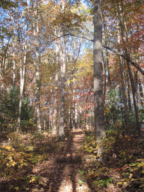 View along trail just west (trail south) of VA 611. Taken at approx. mm 4.5  Courtesy dlcul@conncoll.edu