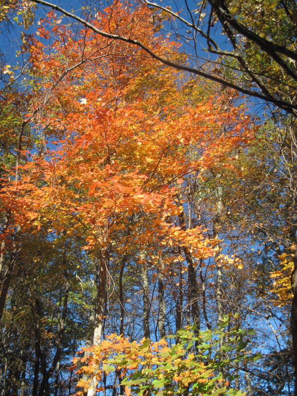 Fall color.  Taken at approx mm 5.5.  Courtesy dlcul@conncoll.edu
