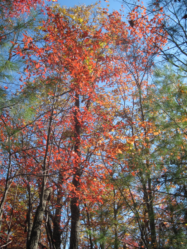 Fall color at approx. mm 9.8.  Courtesy dlcul@conncoll.edu