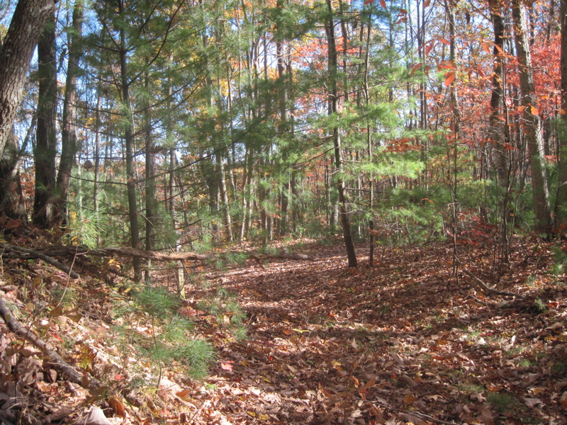 mm 11.0  Junction with the Helveys Mill Shelter trail which goes off to the right (south). The AT in this section is again following an old road.    Courtesy dlcul@conncoll.edu