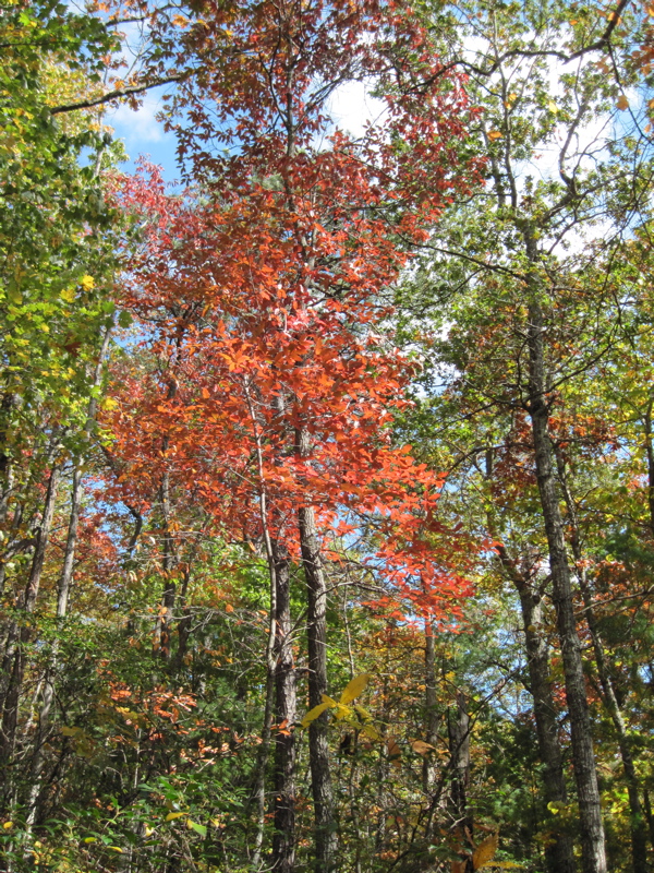 Fall color on the southbound descent to VA 615. This was taken
about mm 5.5.  Courtesy dlcul@conncoll.edu