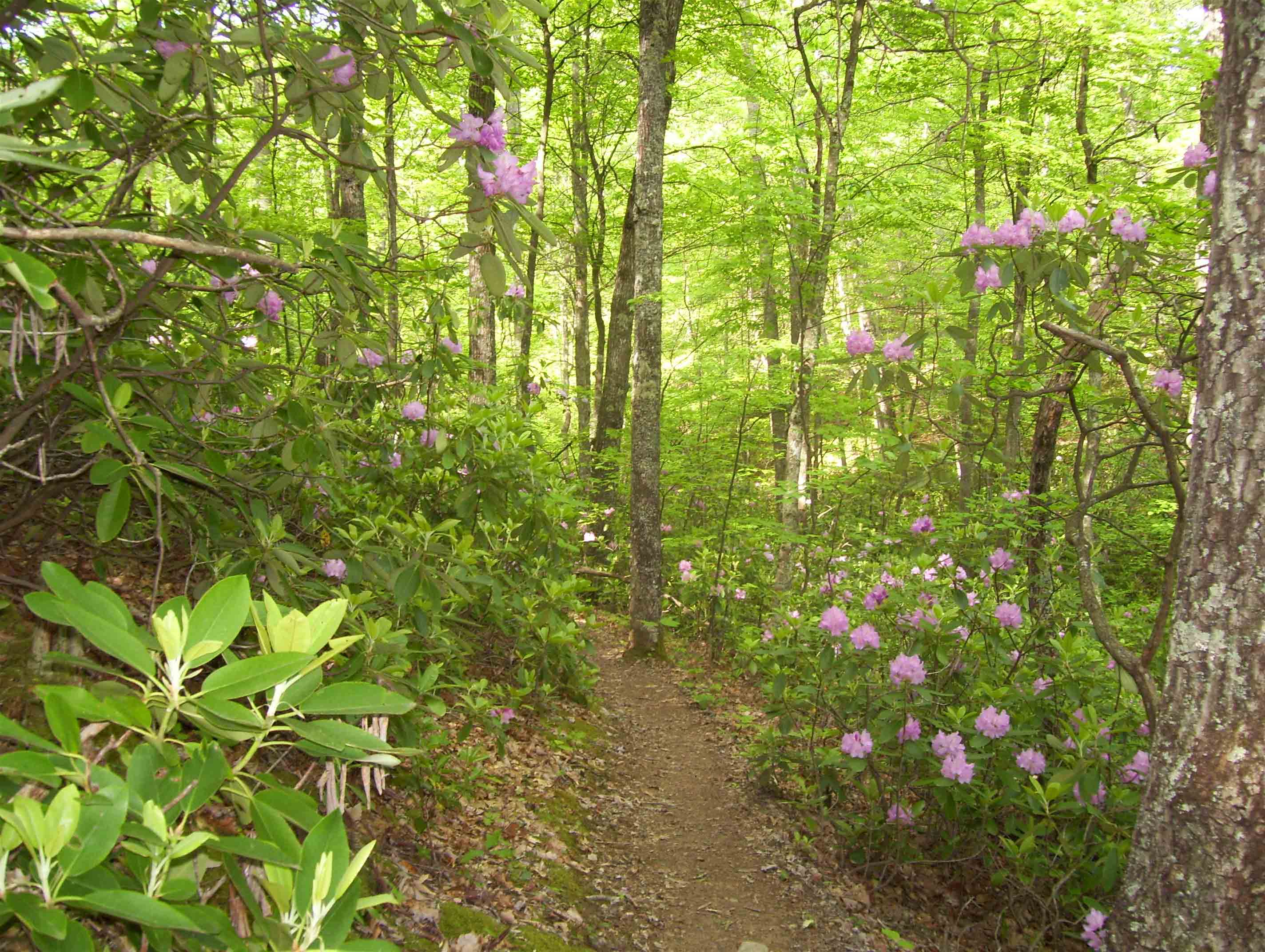 Trail as it passes through a rhododendron thicket at approx. mm 11.3.  Courtesy dlcul@conncoll.edu