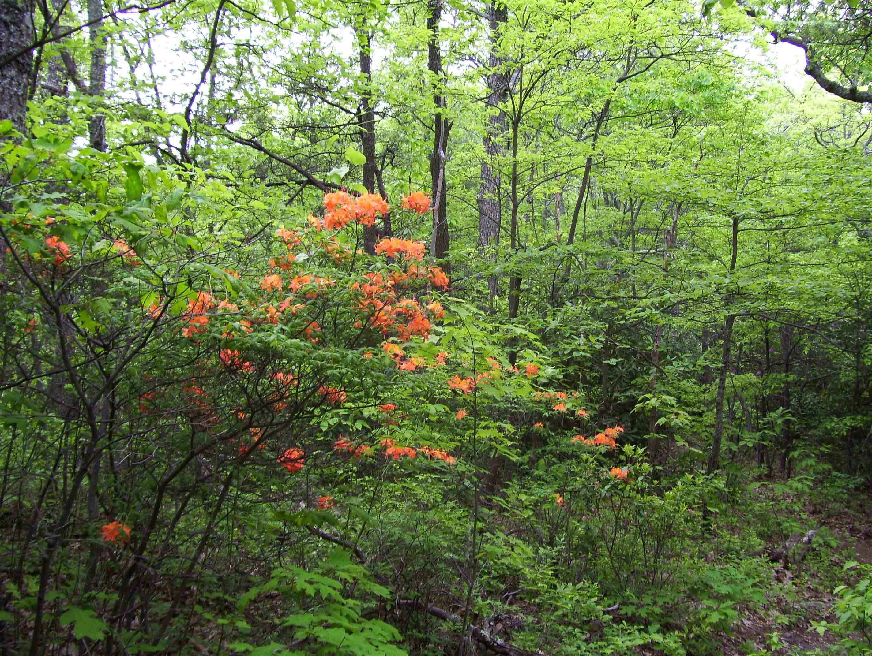 Flame azalea between Knot Maul Shelter (mm 15.2) and the crest of Brushy Mt. (mm 16.5).  Courtesy dlcul@conncoll.edu