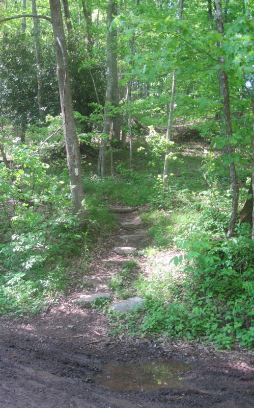mm 4.9  The southbound trail as it leaves the old road in Walker Gap and begins the climb to Chestnut Knob.  Courtesy dlcul@conncoll.edu