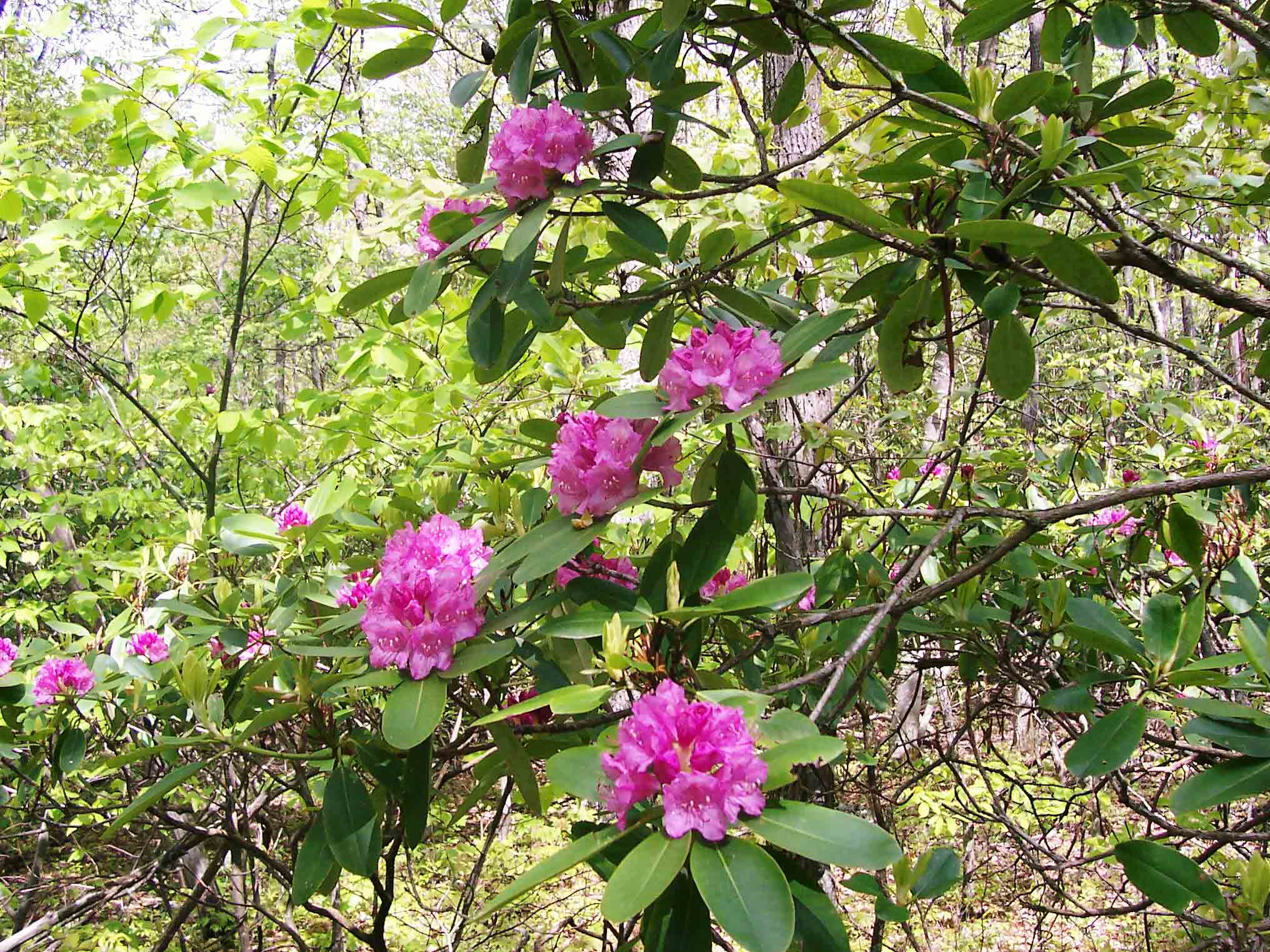 Trailside Rhododendron on Glade Mt. Courtesy dlcul@conncoll.edu