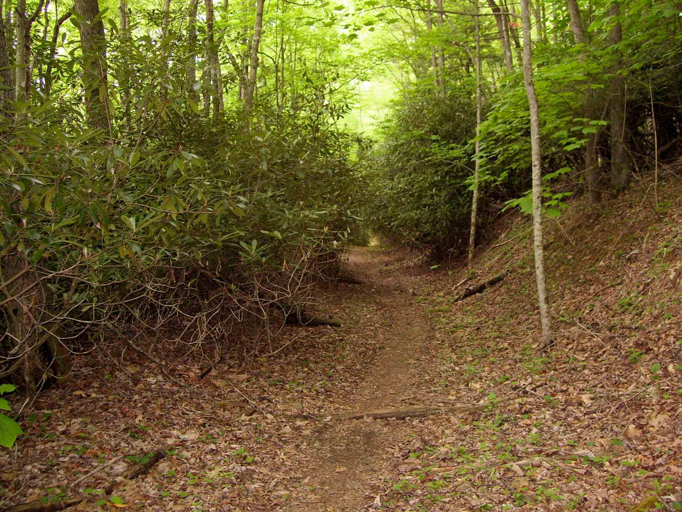 This area was the scene of extensive manganese mining up through World War II. The trail follows an old mining road for about two miles from MM 0.4 to 2.5. Much of it goes through rhododendron thickets such as seen here.  Courtesy dlcul@conncoll.edu