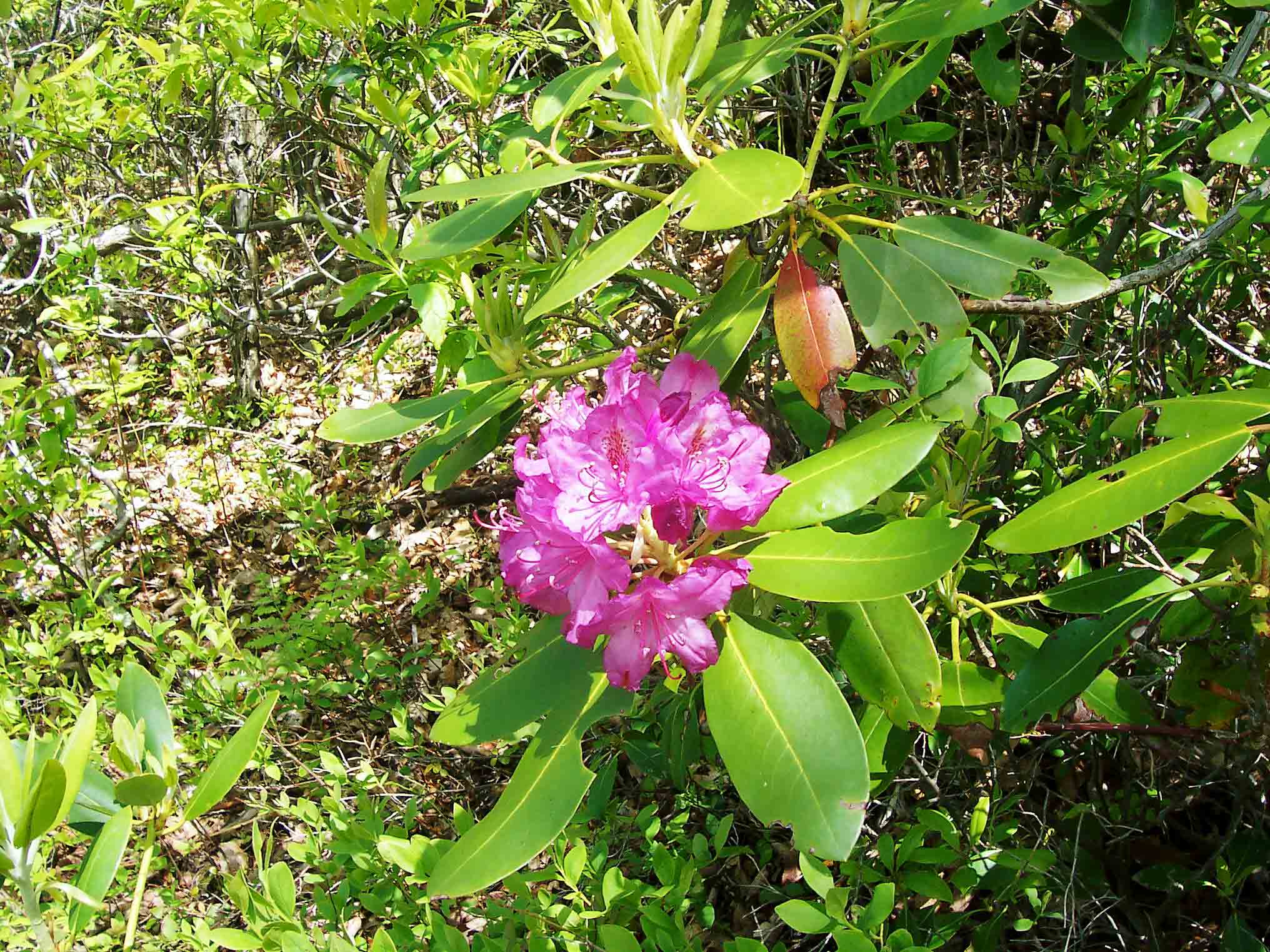 Rhododendron Bloom. Taken at approx. MM 13.3.  Courtesy dlcul@conncoll.edu