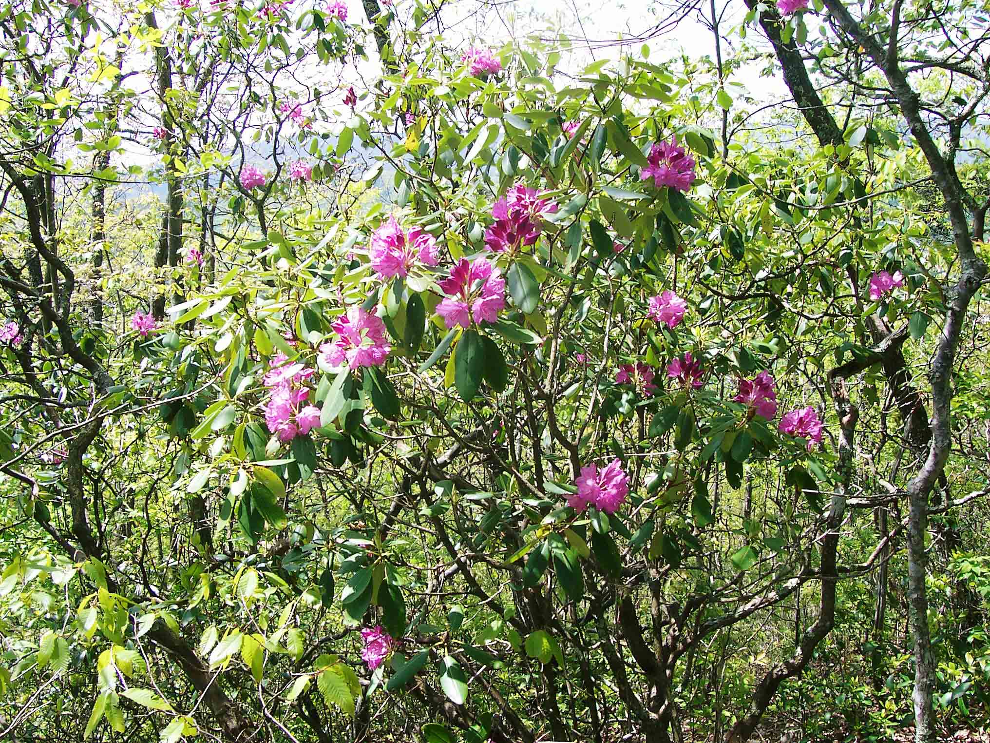 Rhododendron along trail.  Courtesy dlcul@conncoll.edu