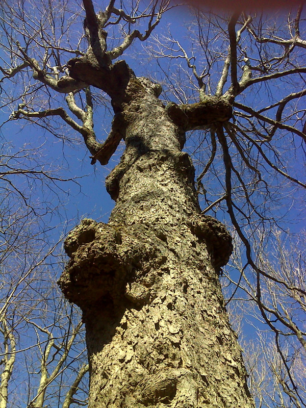 Detail of goblin tree on AT at High Point. GPS N36.733 W81.4745  Courtesy pjwetzel@gmail.com