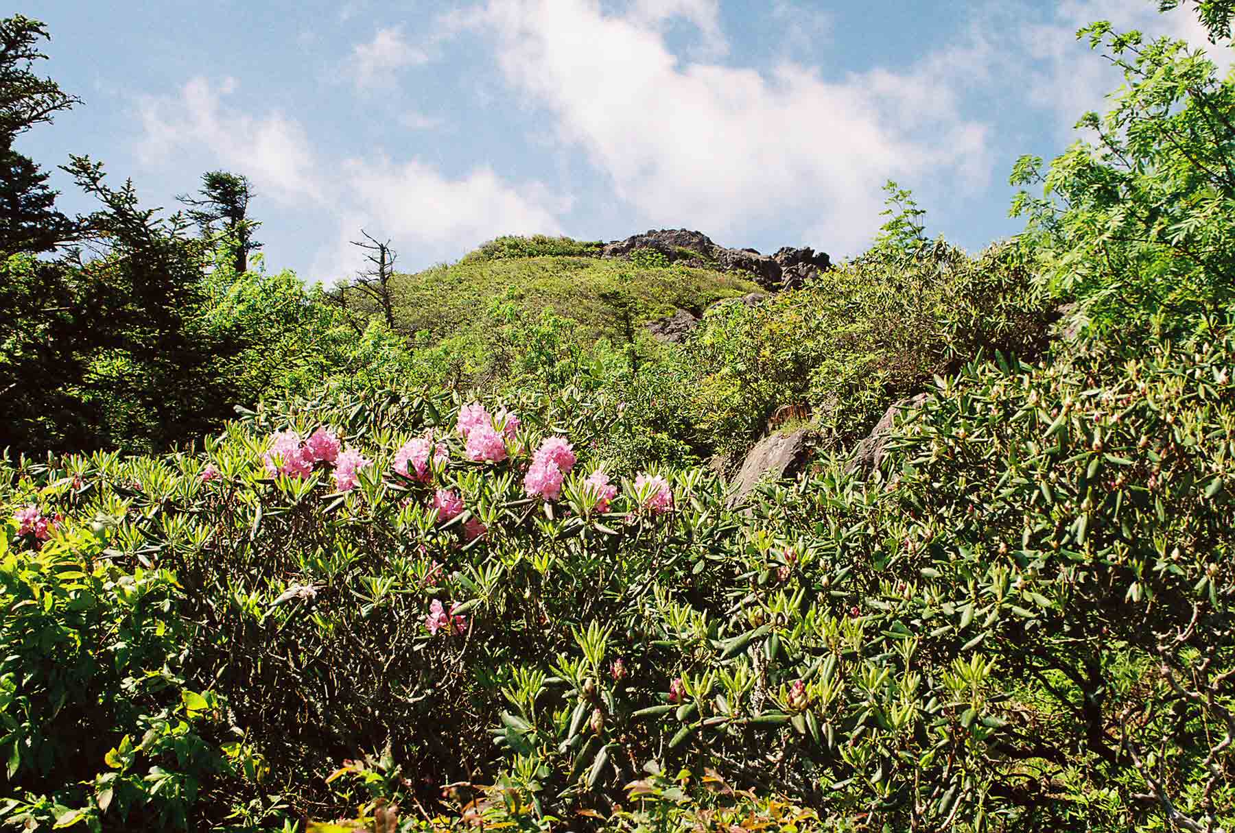 Rhododendron, Pine Mt. (May 2004). Taken at approx. MM 11.3.  Courtesy dlcul@conncoll.edu