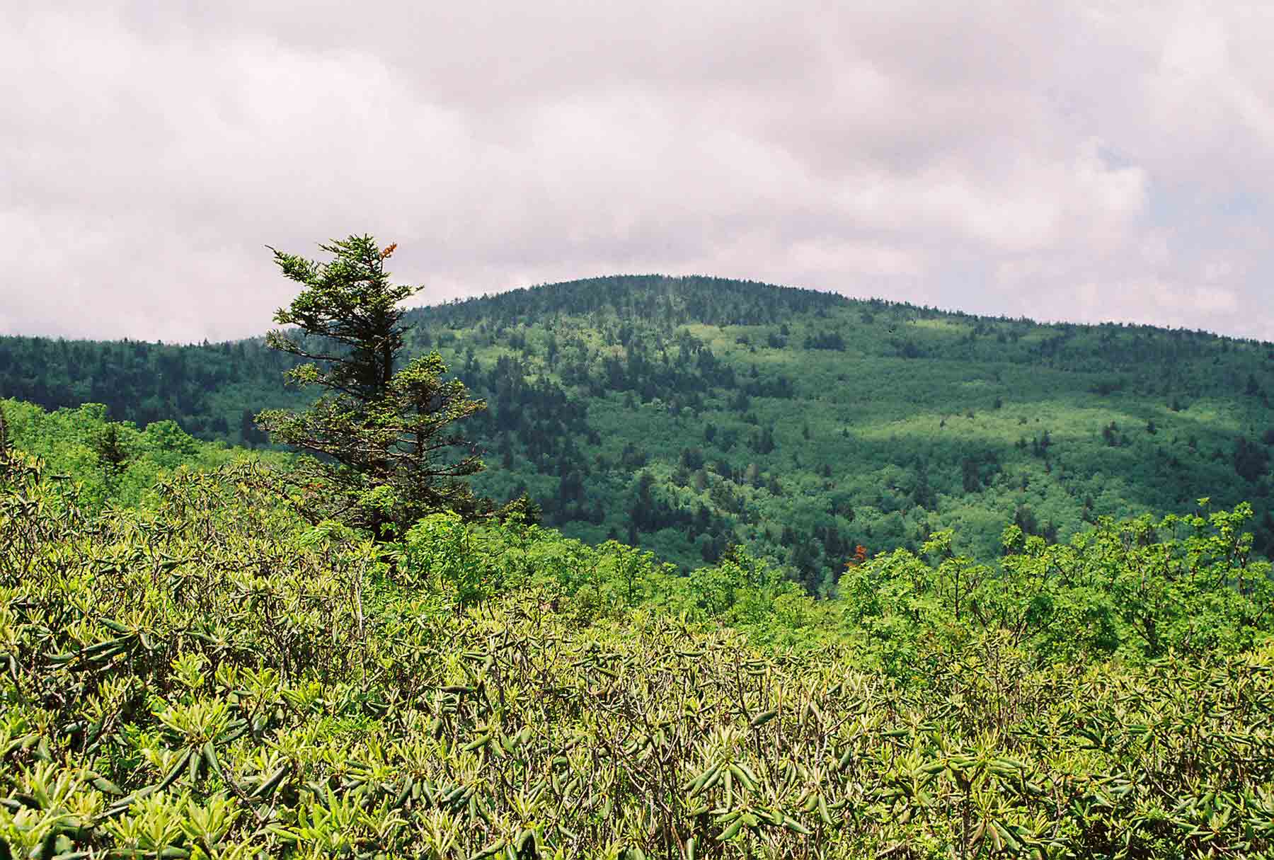 Mt. Rogers, highest point in Virginia from near Rhododendron Gap (MM 11.9)(May 2004).  Courtesy dlcul@conncoll.edu