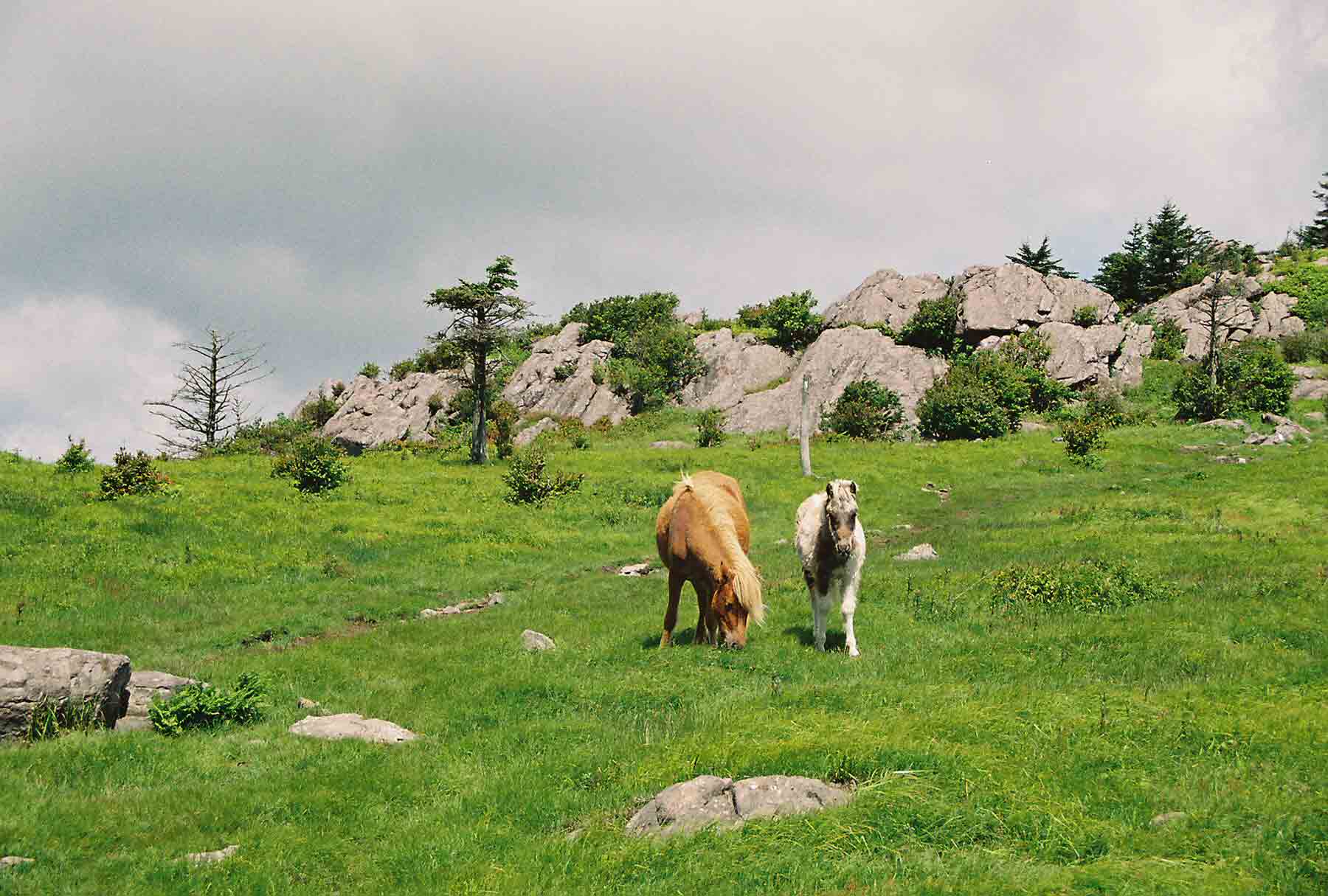 Two of the wild ponies of Mt. Rogers (May 2004). Taken at approx. MM 11.4.  Courtesy dlcul@conncoll.edu