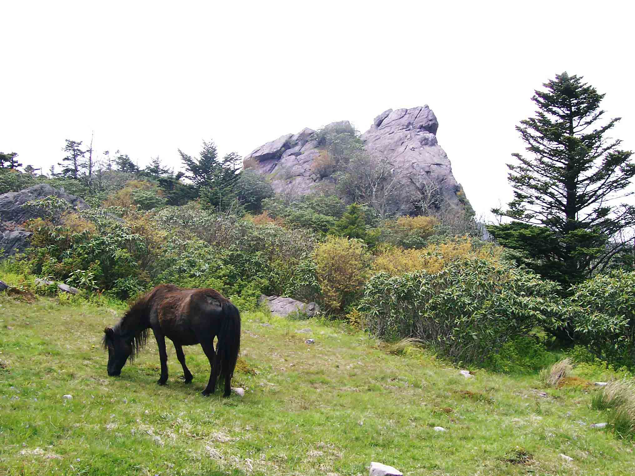 mm 11.9 - Wild Pony in Rhododendron Gap.  Courtesy dlcul@conncoll.edu