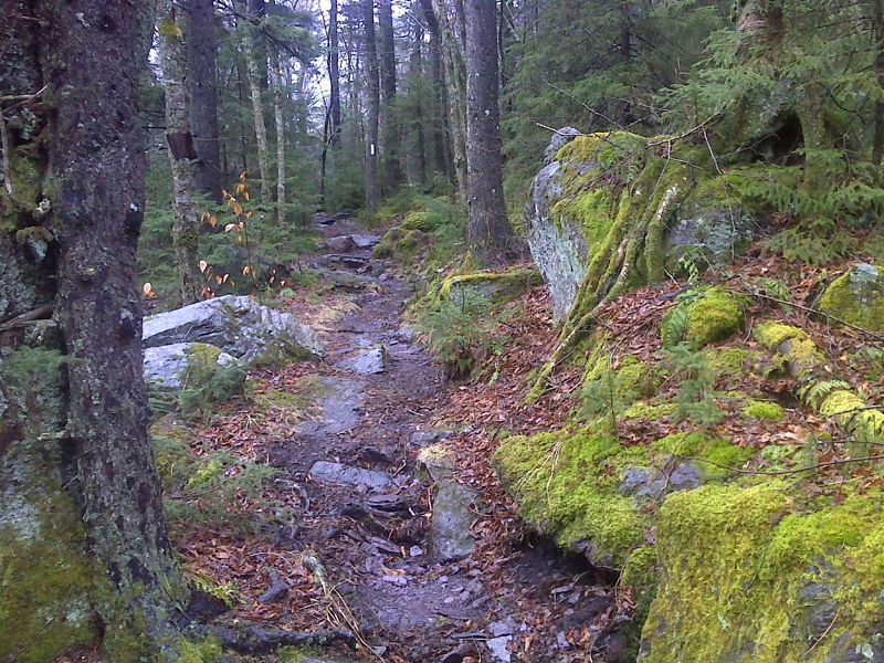 Rain Forest like setting, near top of Pine Mountain.GPS N36.6779 W81.5011  Courtesy pjwetzel@gmail.com