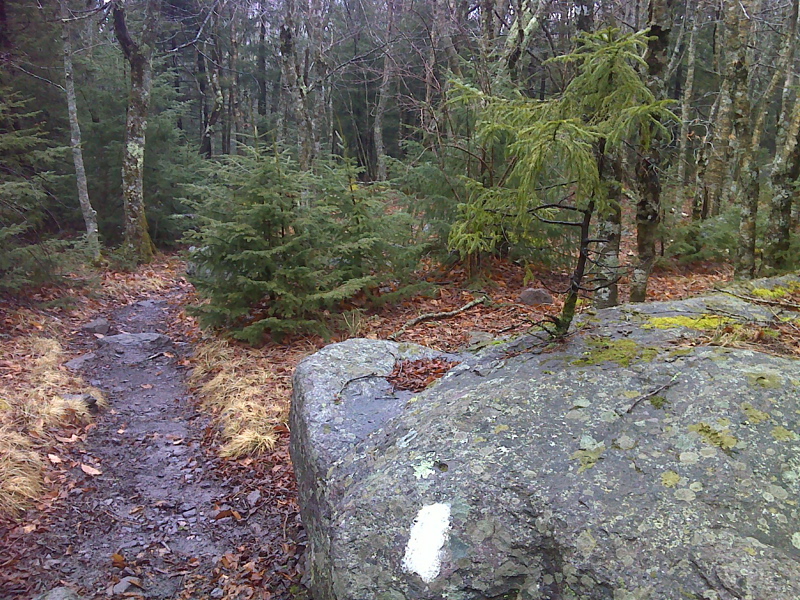 mm 3.4 Spruce growing from solid rock next to AT near Pine Mountain trail intersection.   Courtesy pjwetzel@gmail.com